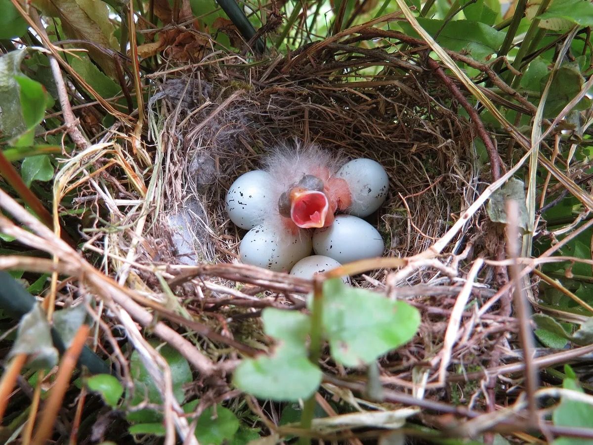 Purple Finch Nesting (All You Need To Know) from https://birdfact.com/articles/purple-finch-nesting